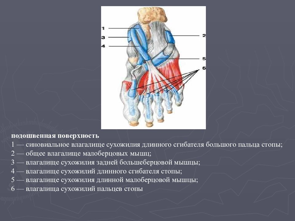 Борозда сухожилия длинного сгибателя большого пальца. Синовиальное влагалище сухожилия мышцы. синовиальные влагалища мышц сгибателей пальцев. синовиальные влагалища сухожилий на стопе. мышцы и синовиальные влагалища стопы.