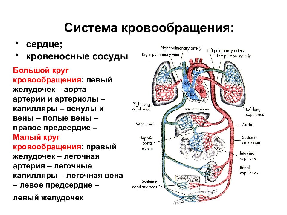 Сердечный круг кровообращения схема анатомия