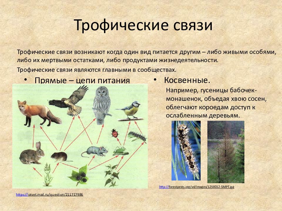 Трофический уровень мухи. Трофические связи. Трофические связи примеры. Экологическая структура биоценоза. Трофические связи презентация.