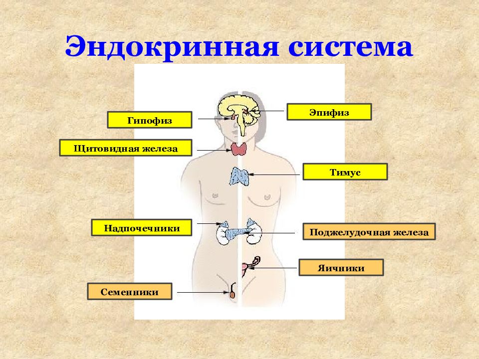 Эндокринная система человека кратко и понятно презентация