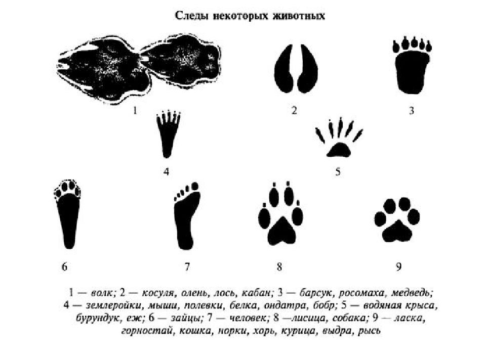 Какие следы оставляют животные. Следы диких животных Подмосковья. Следы животных средней полосы. Следы диких животных с подписями. Следы волка зайца медведя лисы.