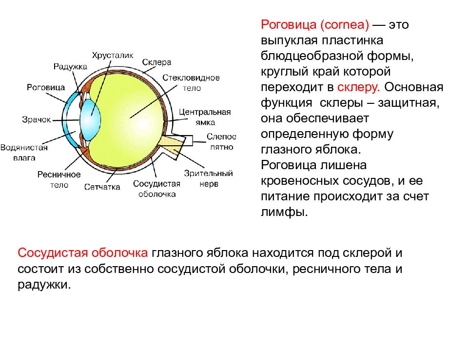 Роговица на схеме