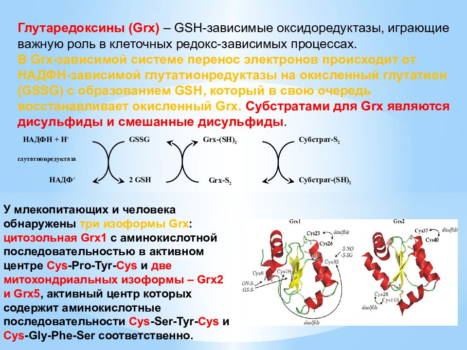 Антиоксидантные ферменты