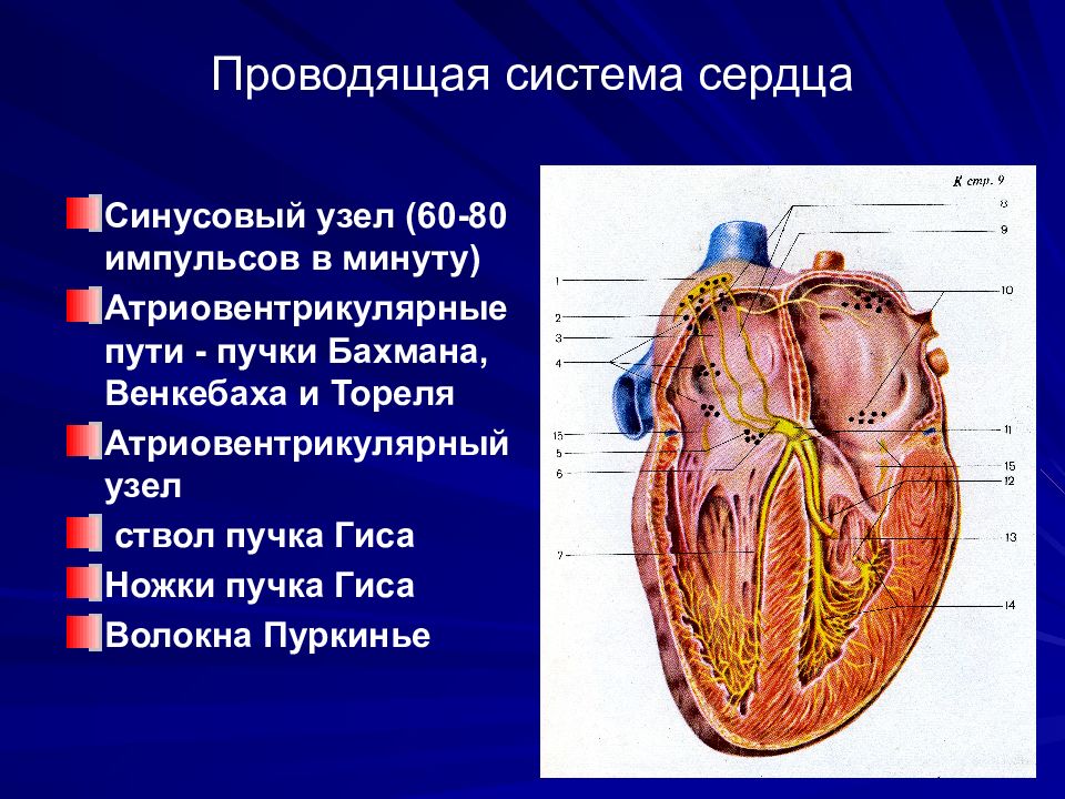 Рисунок проводящей системы сердца