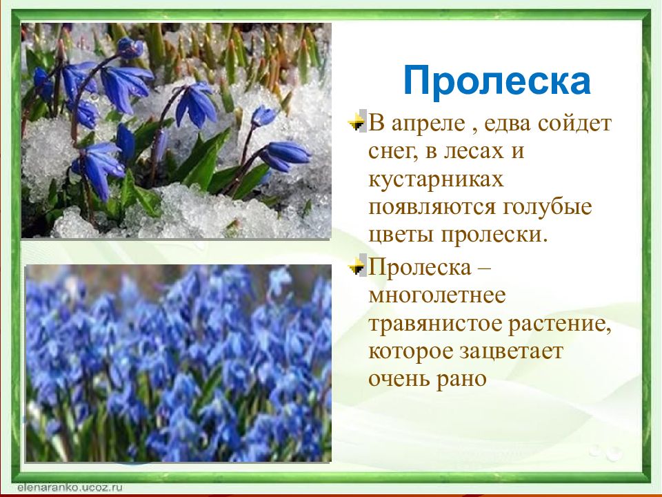 Составьте и запишите план текста из трех пунктов едва сойдет снег