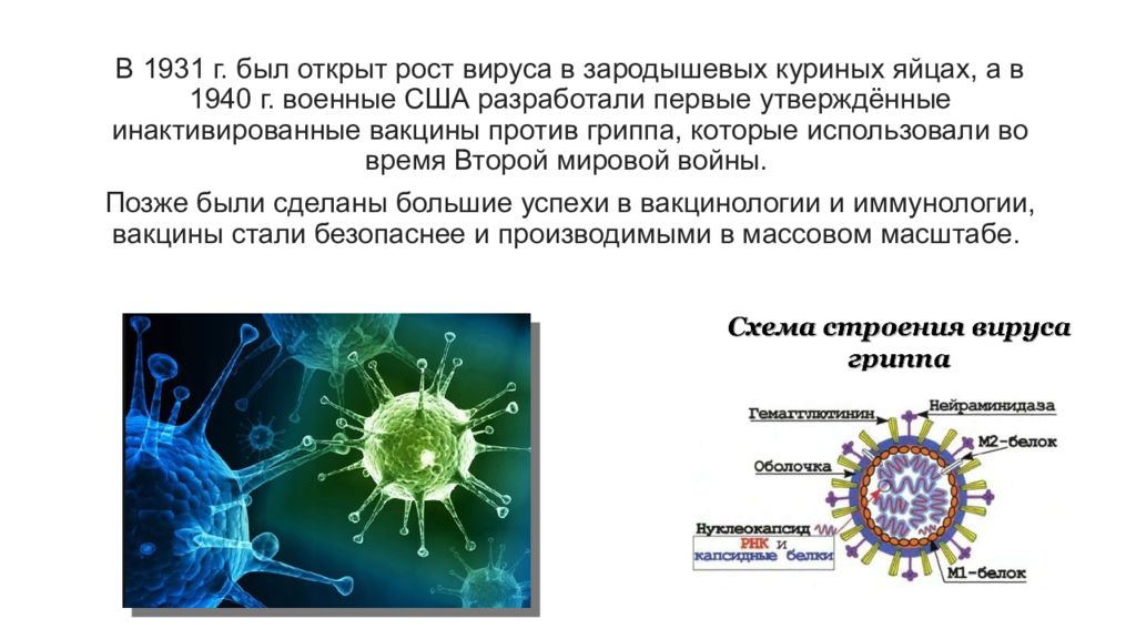 У вирусов есть ядро. Рост вирусов. Вирус неограниченный рост.