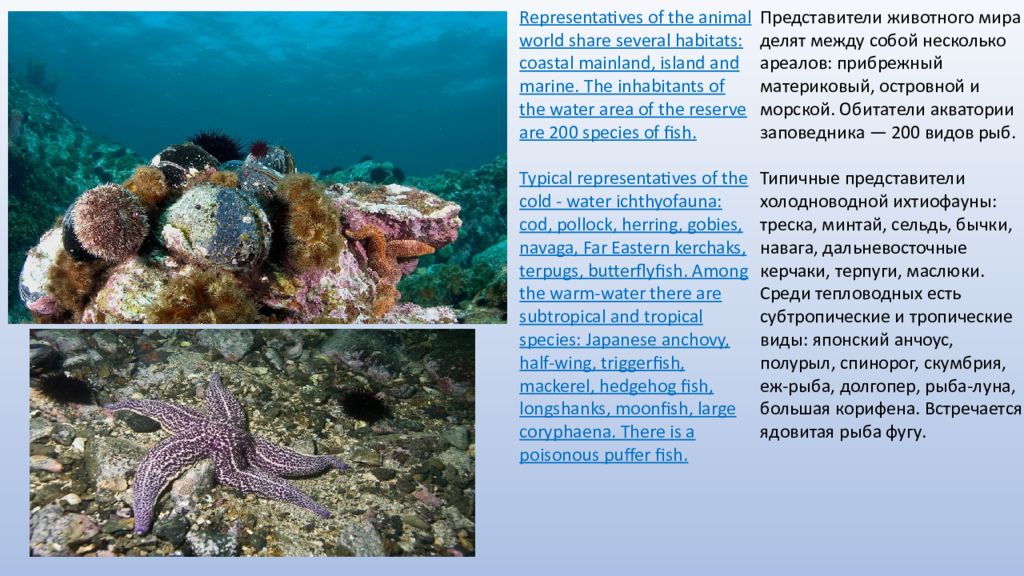 Дальневосточный морской заповедник презентация 4 класс