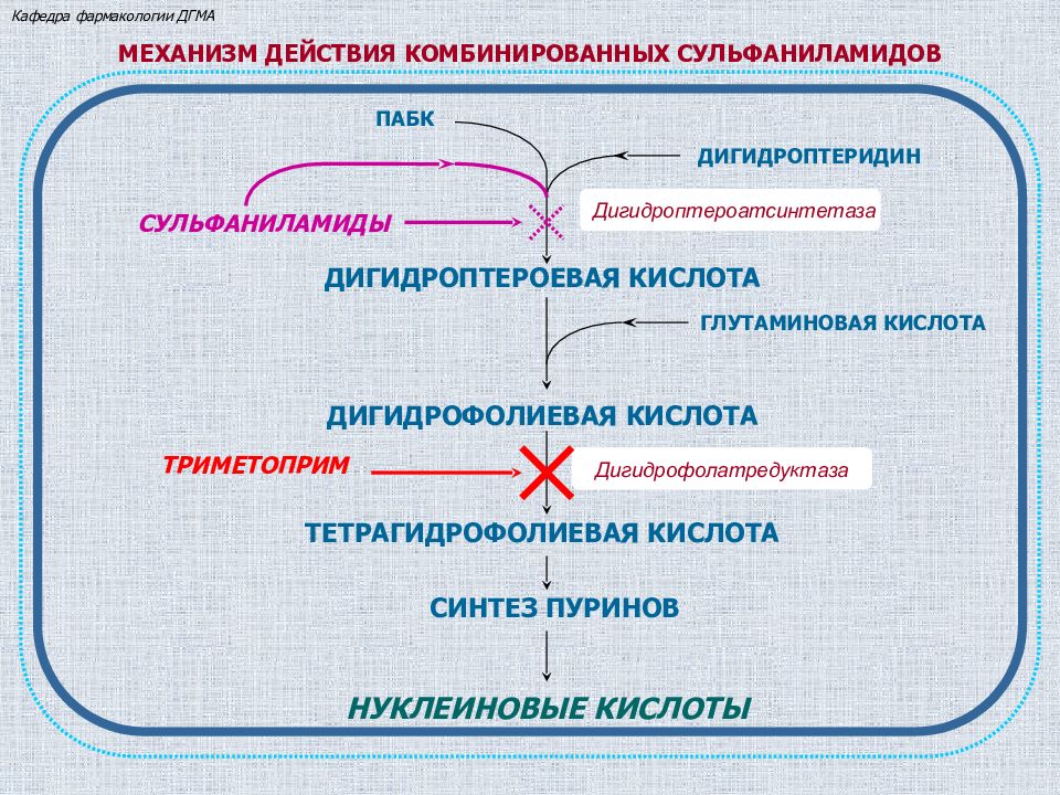 Кислоты механизм действия. Дигидрофолатредуктаза. Механизм действия комбинированных сульфаниламидов. Сульфаниламиды механизм действия фармакология. Ингибирует дигидрофолатредуктазу.