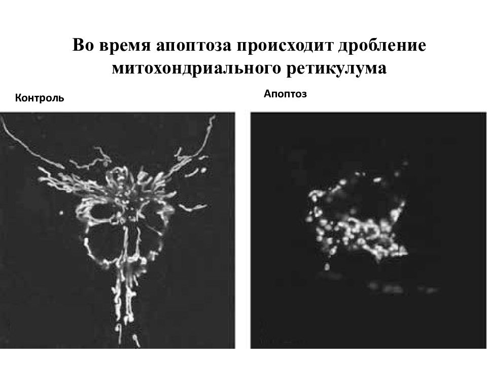 Апоптоз нейронов. Деградационная фаза апоптоза. Молекулярные маркеры апоптоза. Деградационная стадия апоптоза. Деградационная фаза апоптоза картинки.