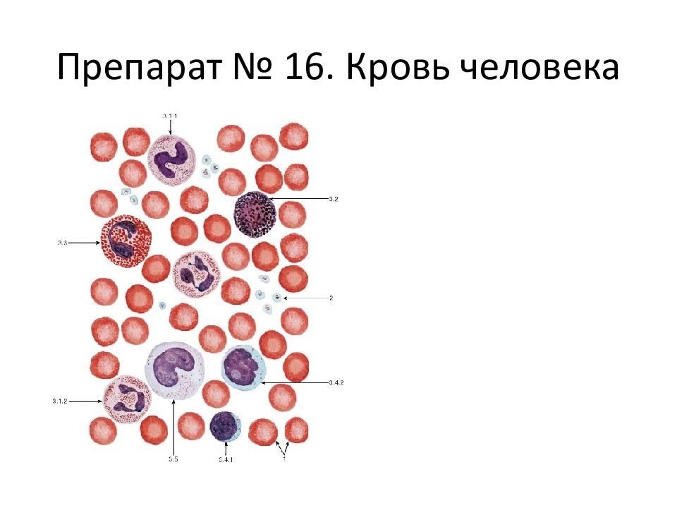 Презентация на тему кровь гистология