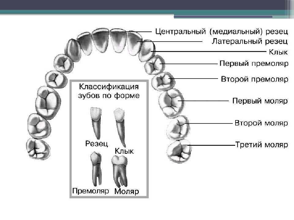 Чем отличаются зубные. Классификация зубов моляры премоляры. Моляры премоляры схема зубов. Резцы клыки премоляры моляры. Зуб резец моляр премоляр.