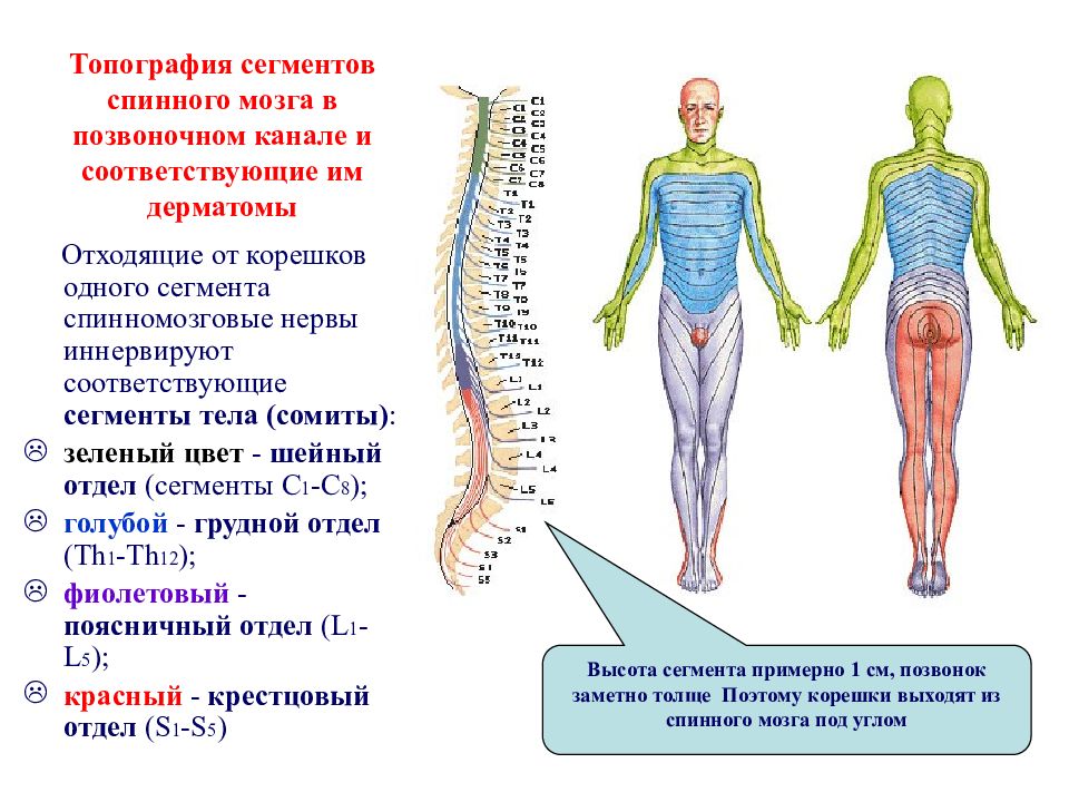 Схема сегментарной иннервации кожи корешками спинномозговых нервов