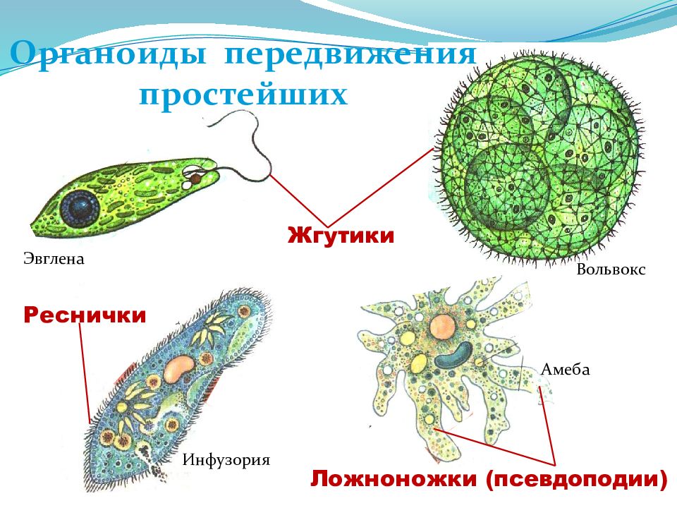 Одноклеточные животные или простейшие 7 класс биология презентация