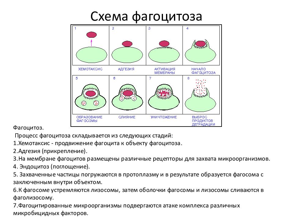 Какой процесс изображен на рисунке фагоцитоз