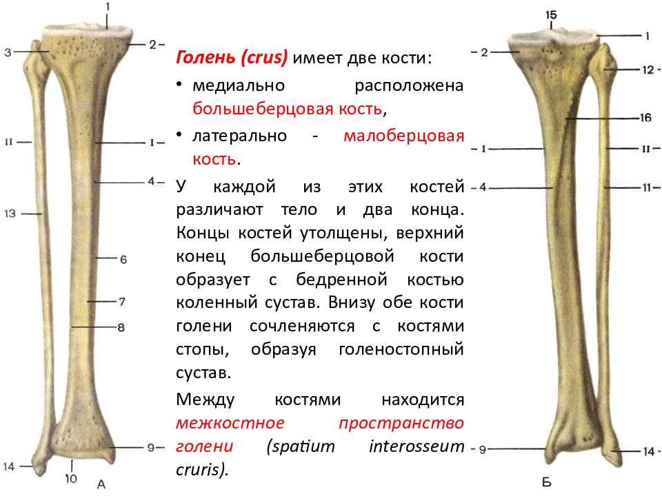 Малоберцовая кость на скелете человека