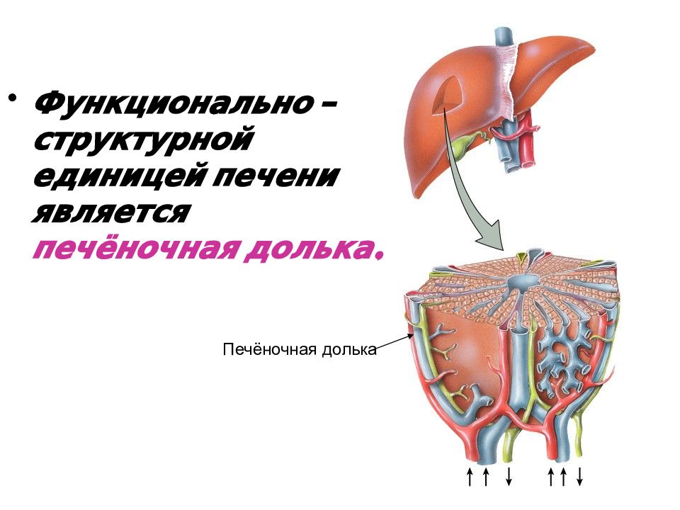 Сосудистый рисунок печени. Физиология печени. Анатомия и физиология печени. Функциональная анатомия печени.