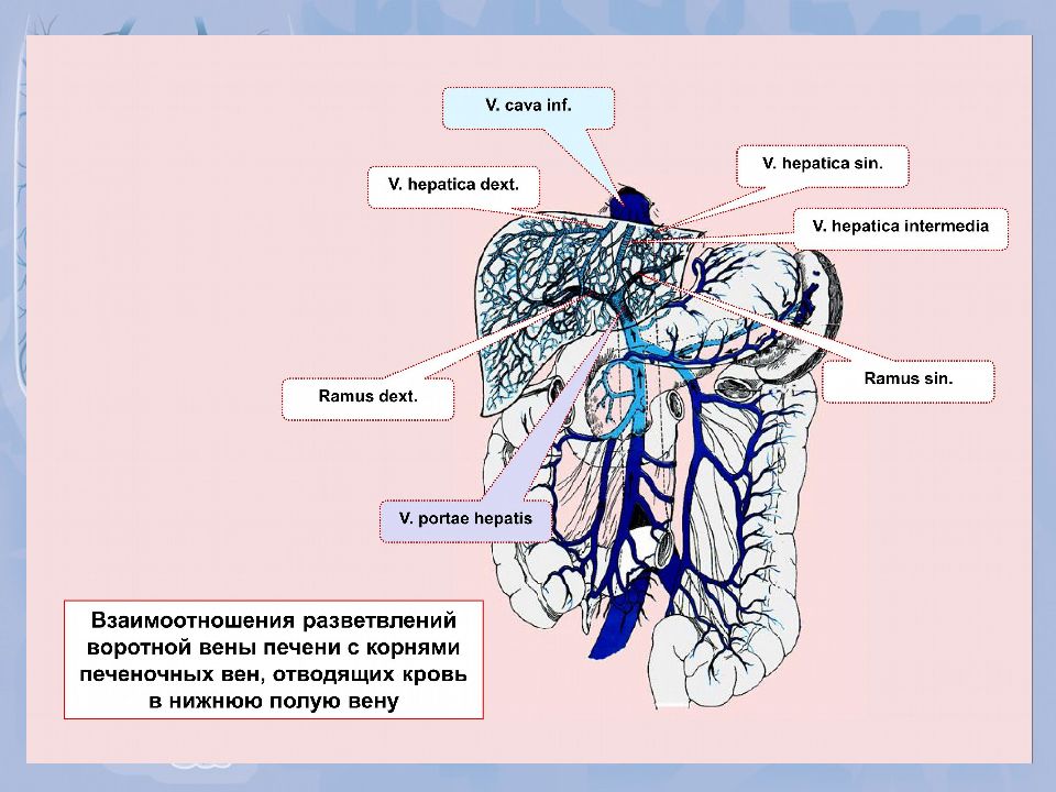 Вены печени норма. Вена презентация.