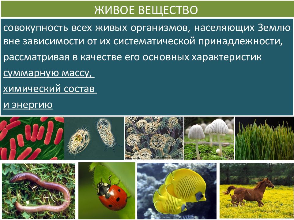 Составьте развернутый план параграфа биология 8 класс роль живых организмов в биосфере