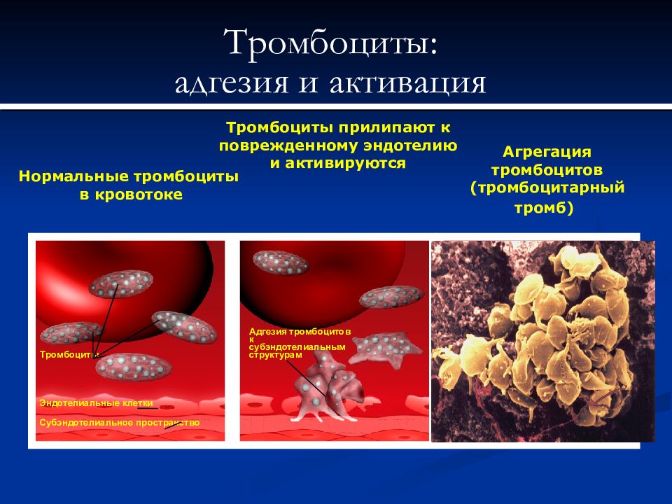 Геморрагический диатез. Тромбоциты. Тромбоциты презентация. Агрегаты тромбоцитов. Адгезия и активация тромбоцитов.