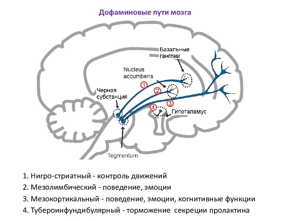 В пути мозги. Дофаминергическая система головного мозга. Мезолимбическая Дофаминовая система. Дофаминовые рецепторы головного мозга. Мезокортикальный дофаминовый путь.