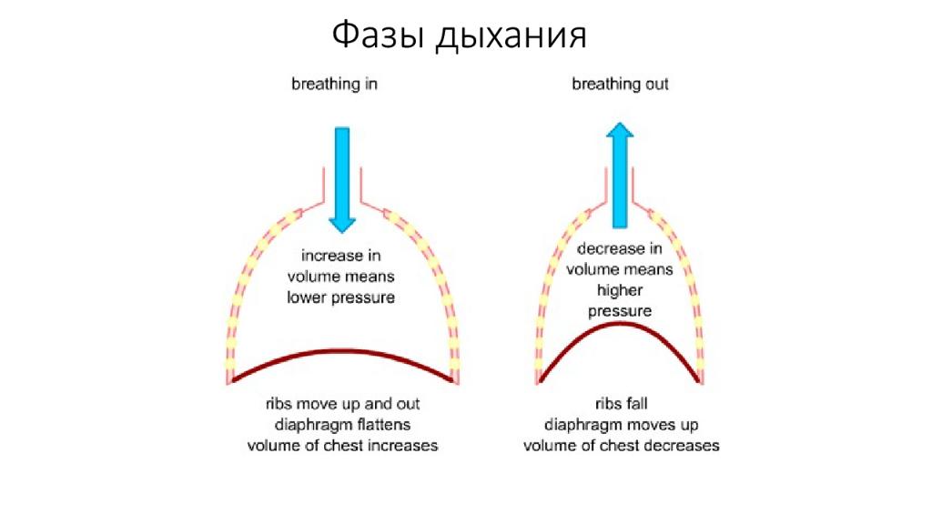 Фазы дыхания