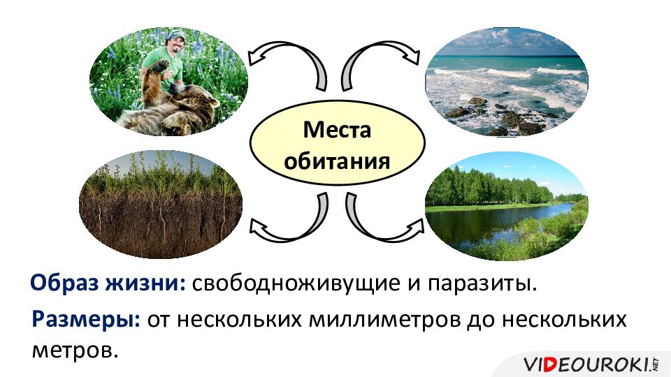 Тип Круглые черви