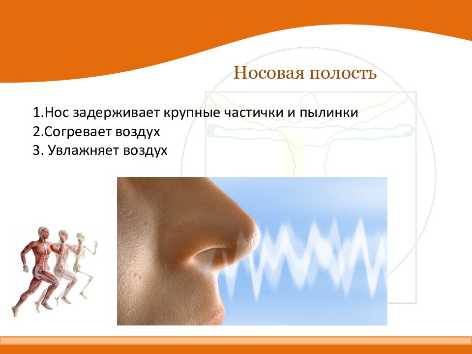 Воздух очищается согревается. Дыхание носом. Нос вдыхает воздух. Что согревает воздух в носовой полости.