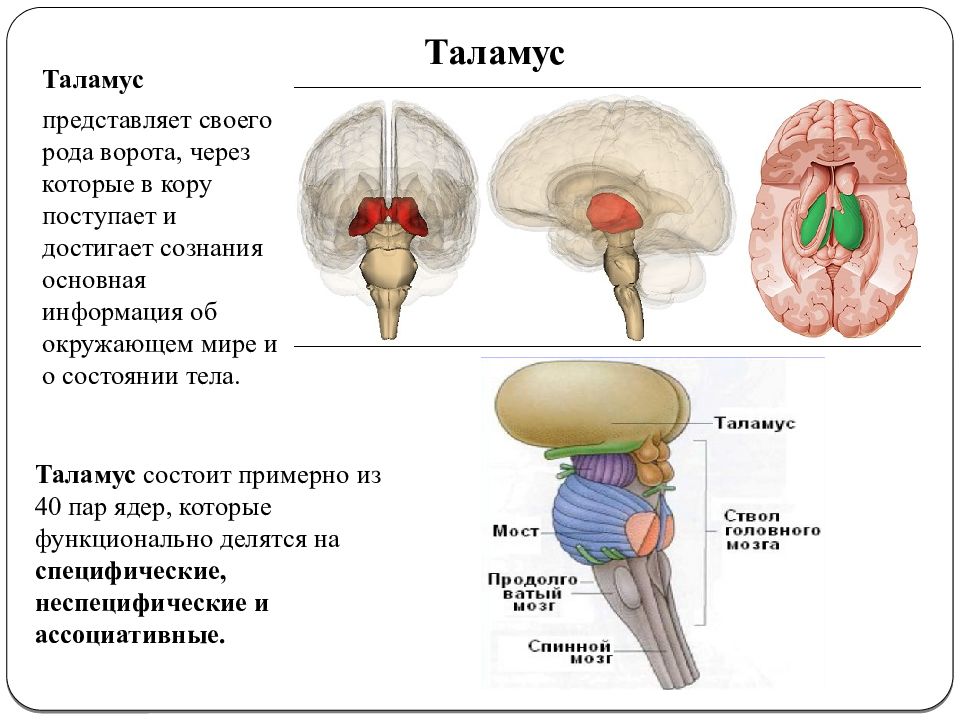 Что такое таламус. Промежуточный мозг таламическая. Строение головного мозга таламус. Зрительные Бугры промежуточного мозга. Функция таламуса в головном мозге.