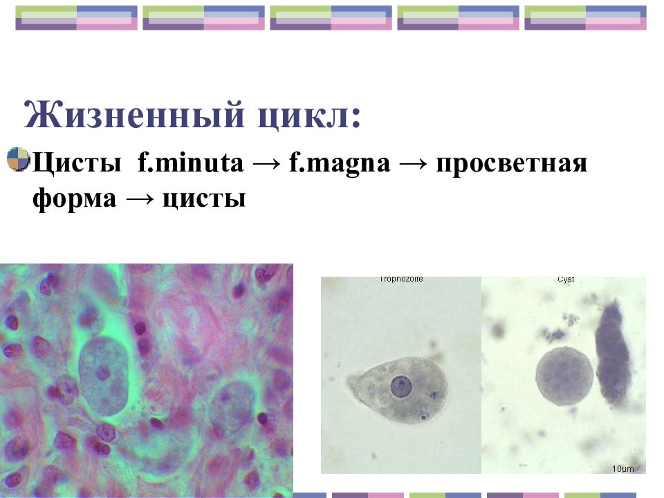 Циста жизненный цикл