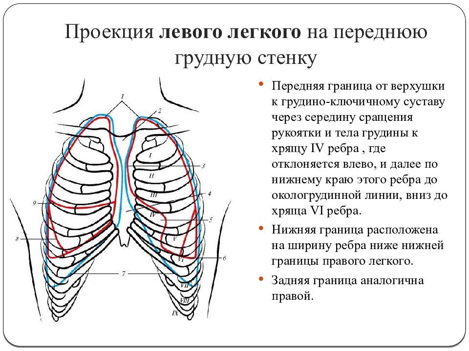 Топографическая анатомия грудной клетки презентация