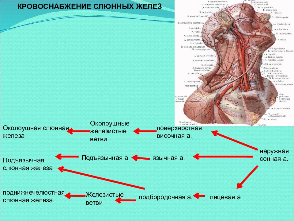 Схема иннервации слюнных желез