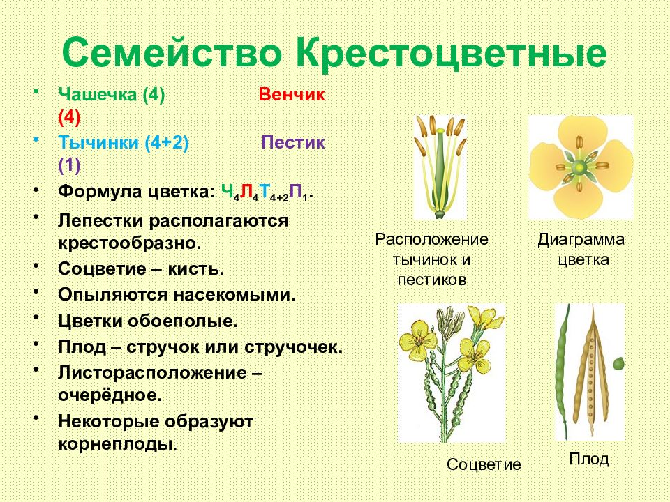 Растения семейства крестоцветных. Семейство крестоцветных растений представители. Класс двудольные семейство крестоцветные представители. Семейство крестоцветные соцветие кисть.