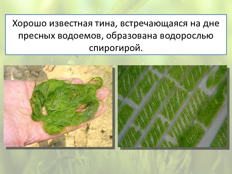 Клетки водорослей образованы. Какие водоросли образуют Тину на дне водоемов. Водоросли образуют споры.