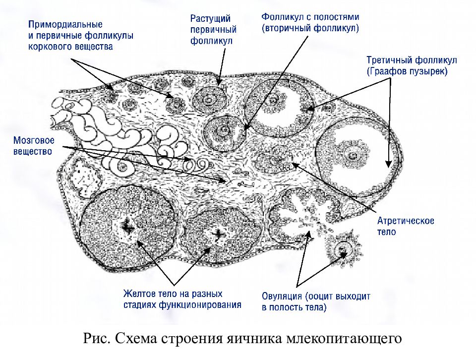 Внутреннее строение яичника. Поперечный срез яичника гистология. Схема разреза яичника. Схема гистологического строения жёлтого тела. Яичник млекопитающего препарат гистология.