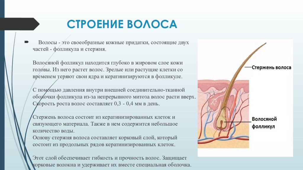 Волосяной фолликул. Строение стержня волоса парикмахерское дело. Строение волоса плакат. Строение волоса. Строение волоса человека.