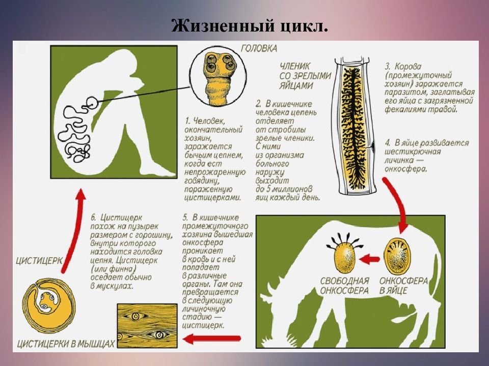 Цистицеркоз крс презентация