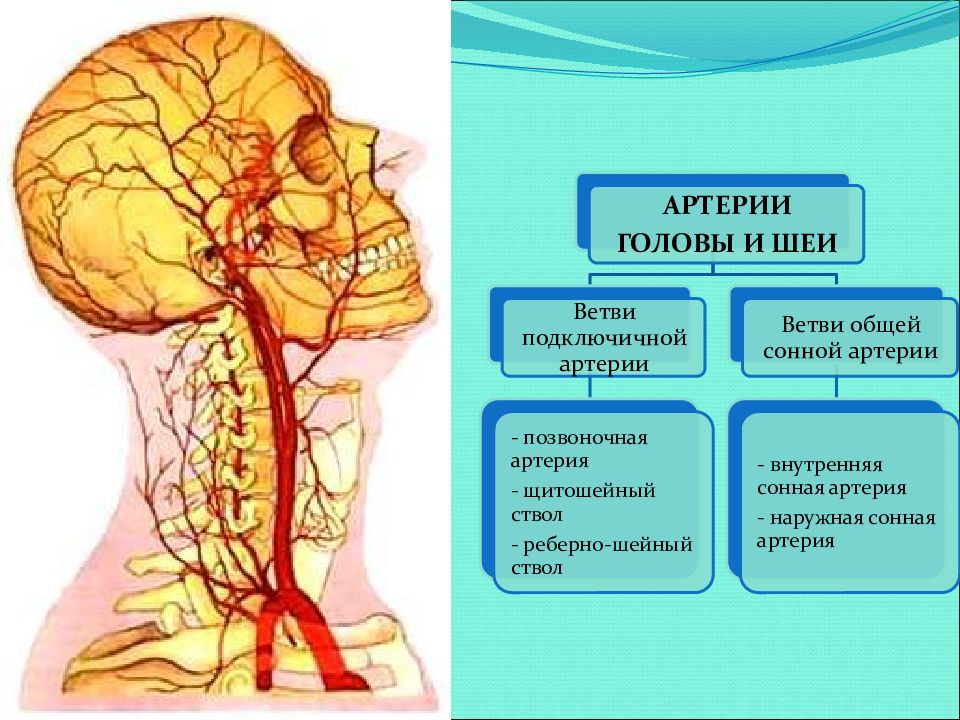 Артерии и вены головы и шеи схема