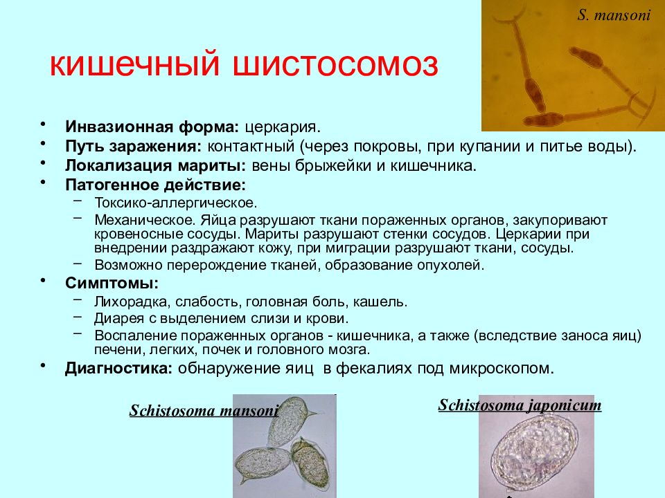 Патогенное действие сосальщиков. Шистосомы пути передачи. Шистосомоз пути заражения. Шистосомы способы заражения. Кишечный шистосомоз симптомы.