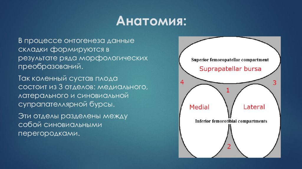 Синдром складки. Патологические складки коленного сустава. Патологические складки колена. Бурса анатомия.