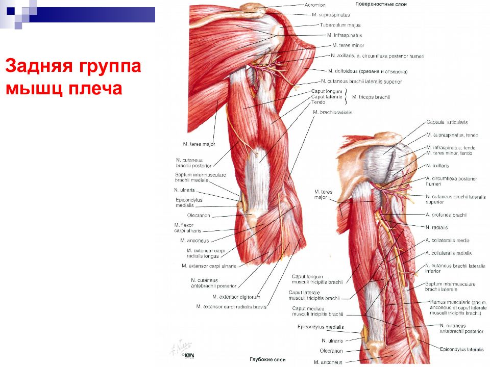 Плечевые мышцы человека