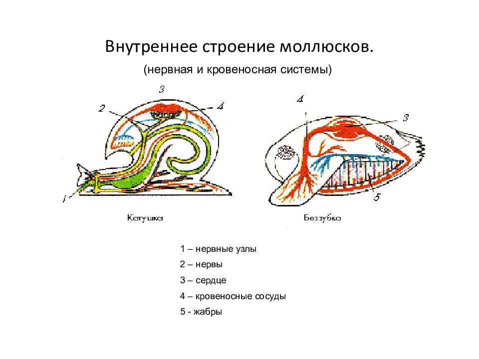 Кровеносный моллюск. Тип моллюски дыхательная система. Тип моллюски кровеносная система. Строение кровеносной системы брюхоногих моллюсков. Тип кровеносной системы у моллюсков.