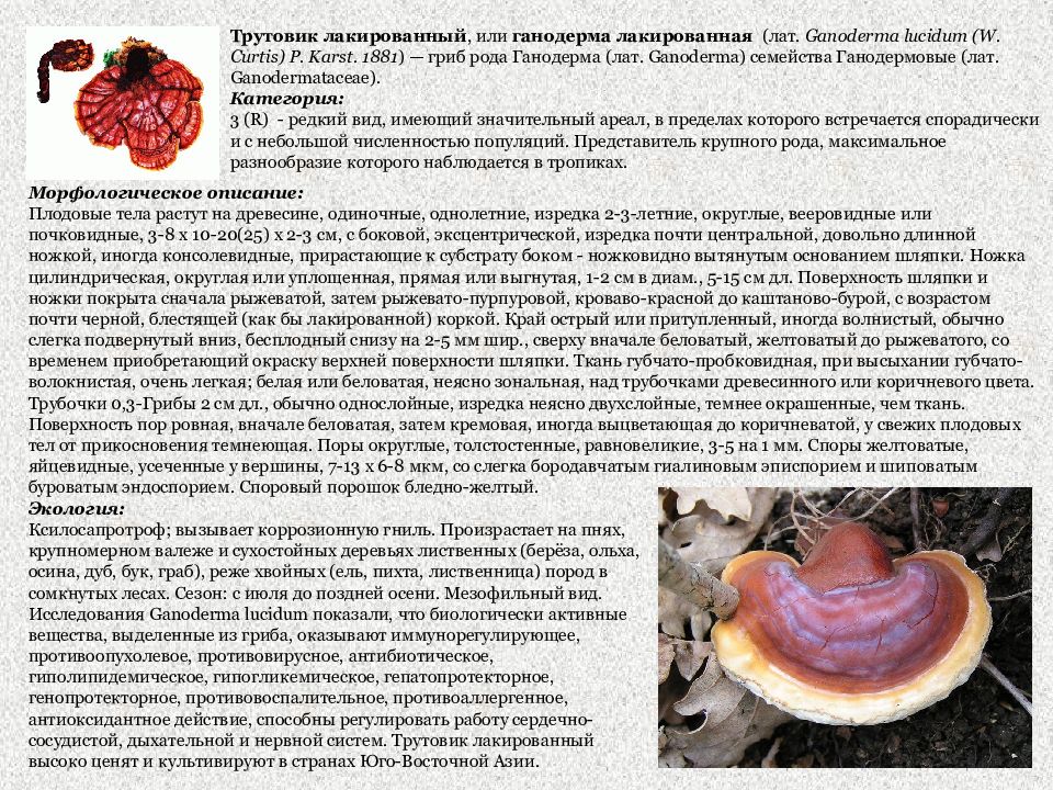 Гриб трутовик описание. Трутовик лакированный Ganoderma lucidum. Трутовик красный лакированный Ганодерма. Гриб трутовик Ganoderma lucidum. Трутовик овечий гриб.