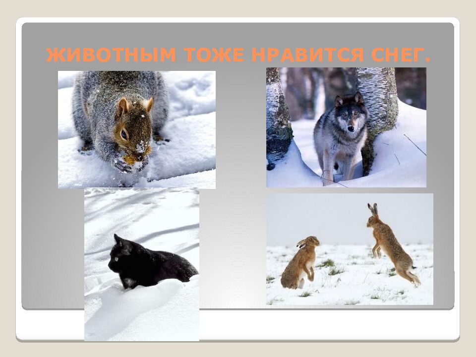 ЖИВОТНЫМ ТОЖЕ НРАВИТСЯ СНЕГ.