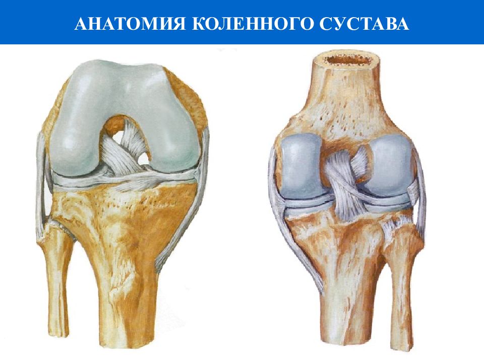 Какой сустав изображен. Коленный сустав анатомия человека. Внутрисуставные связки коленного сустава. Коленный сустав без подписей. Строение коленного сустава.