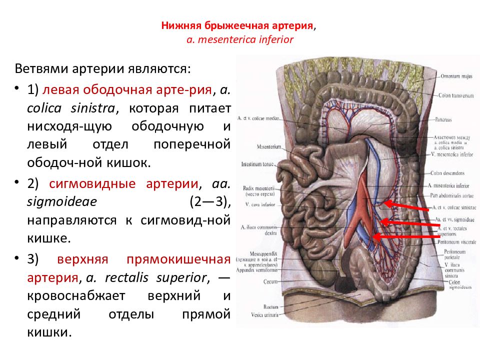 Брыжеечная артерия