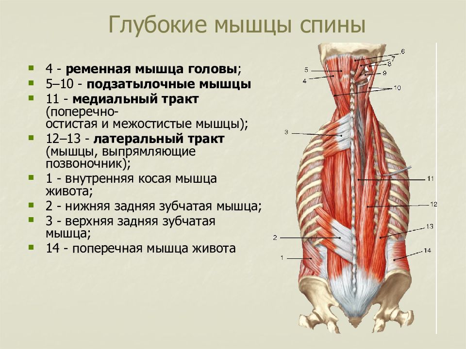 Схема мышц поясницы