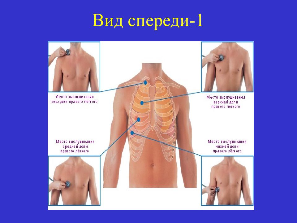 Аускультация легких картинки