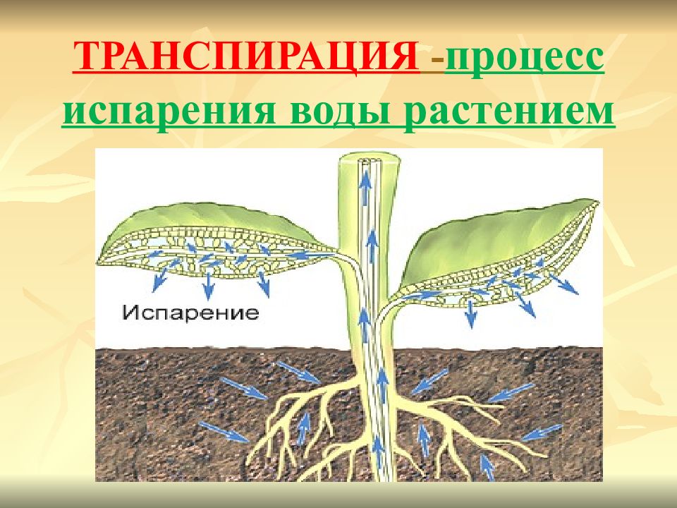 Испарение воды растениями листопад 6 класс презентация пасечник