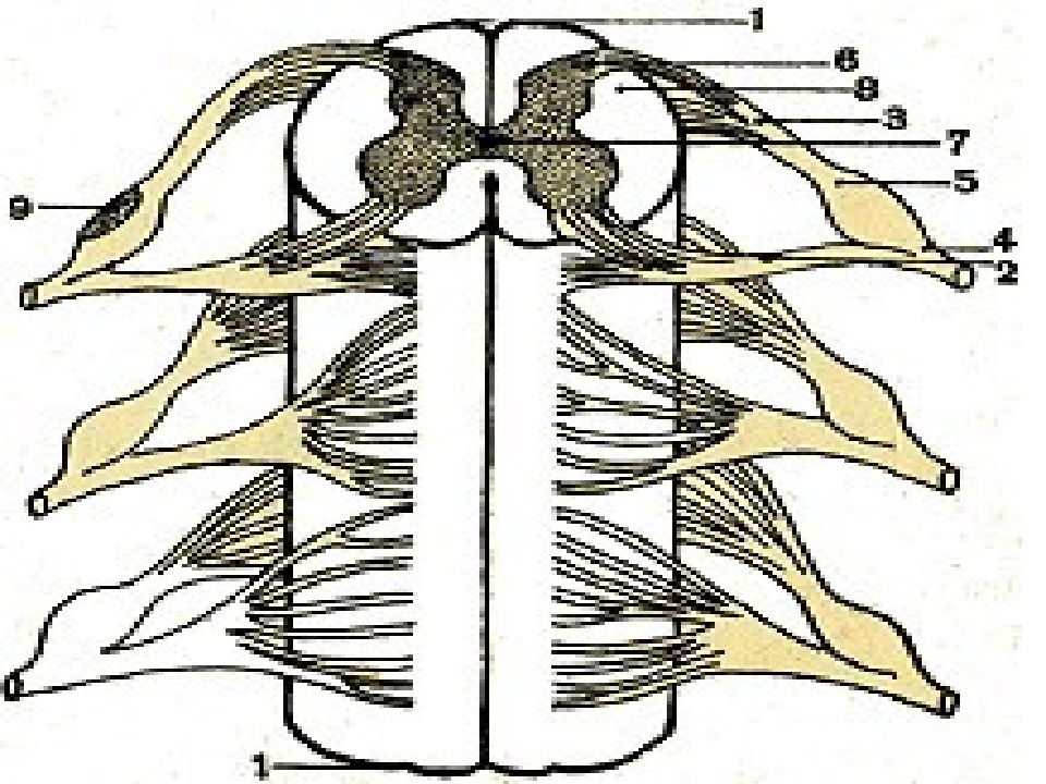 Нервная ткань в спинном мозге