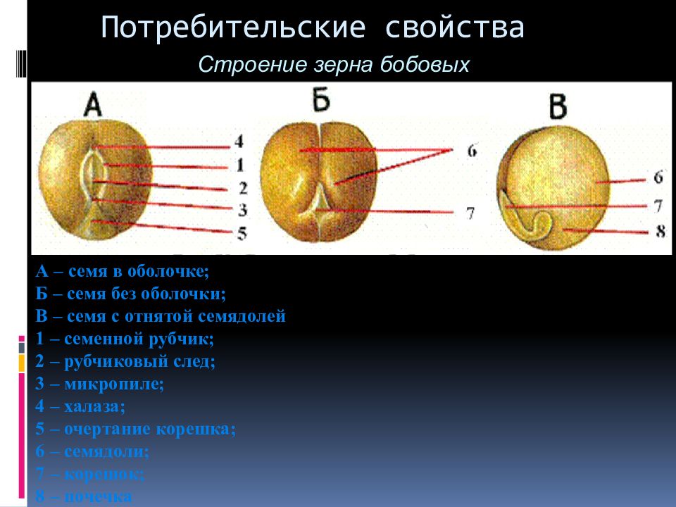 Строение семени гороха рисунок с описанием